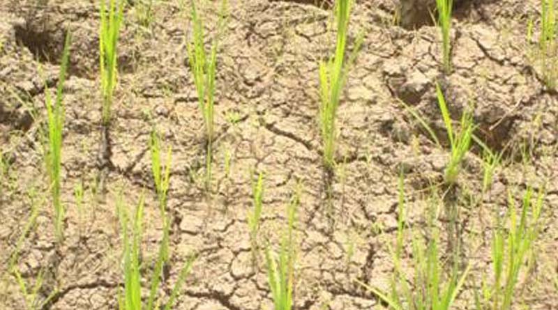 Dry paddy field even at rainy season makes farmers of Ghatal worried | Sangbad Pratidin
