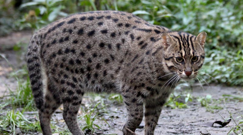 New Alipur Zoo will take initiative to conserve fishing cats by making enviornment | Sangbad Pratidin