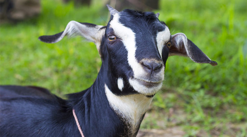 Goat stages sit-in protest for lover over night at Bhatar, Bardhaman | Sangbad Pratidin