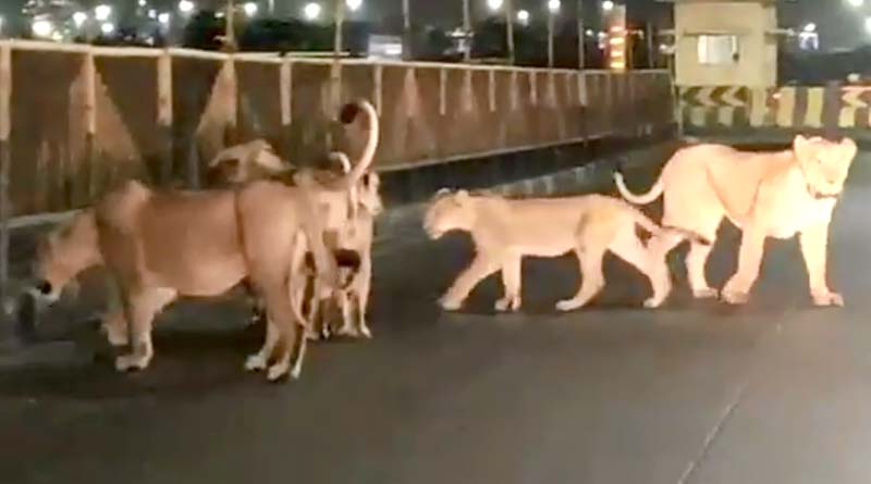Lions walk on Gujarat roads, video goes viral | Sangbad Pratidin