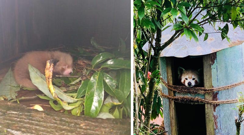 Red Panda 'Yeshi' gives birth to a baby at Darjeeling Zoo | Sangbad Pratidin