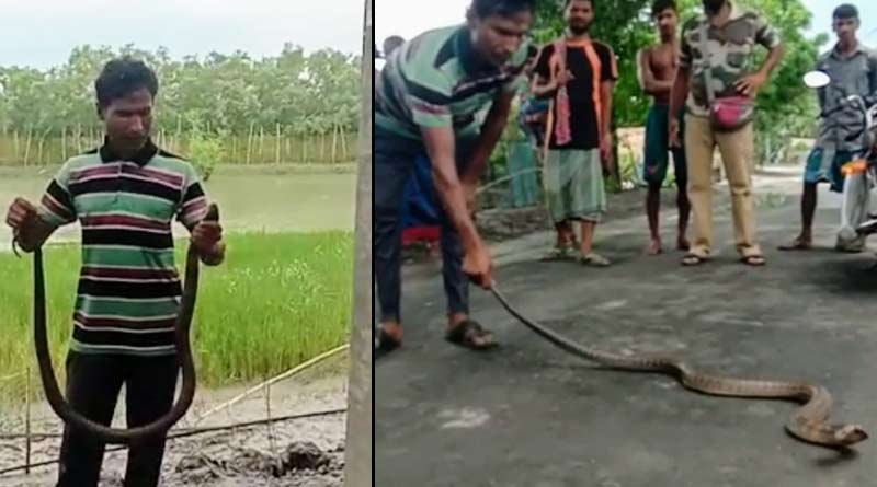 Two brave youth rescue cobra at Hingalgunj, Sunderban | Sangbad Pratidin