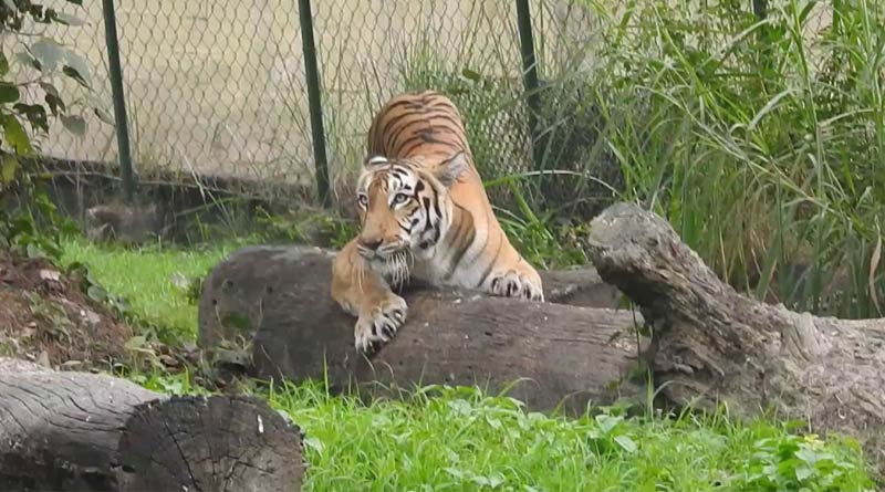 Five Royal Bengal tigers adopted from Alipore zoo | Sangbad Pratidin