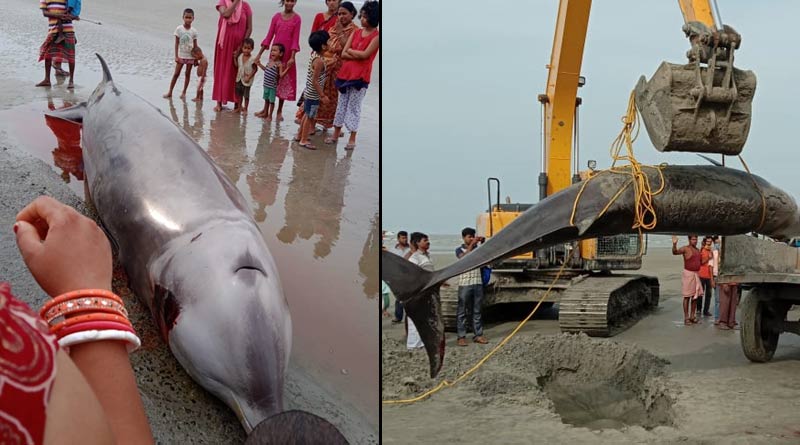 Bakkhali: Dead body of heavyweight dolphin recovered from seabeach, sparks chaos | Sangbad Pratidin