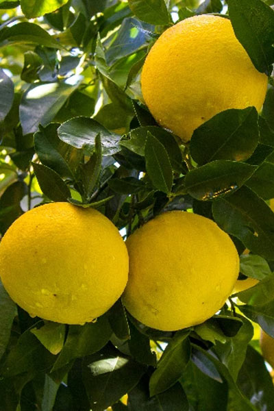 Here is how to keep flies off from fruits
