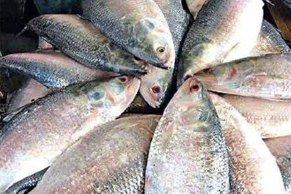 Hilsa