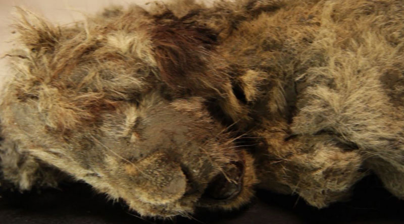 Perfectly-preserved lion cub found frozen in Siberian cave is 28,000-years-old। Sangbad Pratidin