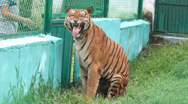 World oldest tiger: A royal bengal tiger of age 26 records as the oldest and birhtday is celebrated today | Sangbad Pratidin