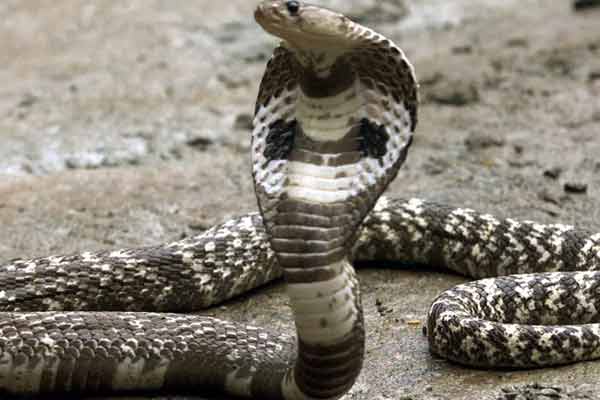 Snake