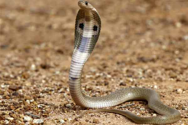 Snake