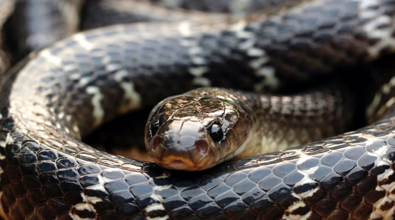 Odisha man bites snake and it dies। Sangbad Pratidin