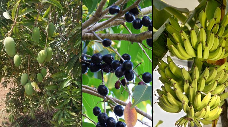What are the benefits of having fruit trees on the side of road? Know experts opinion | Sangbad Pratidin