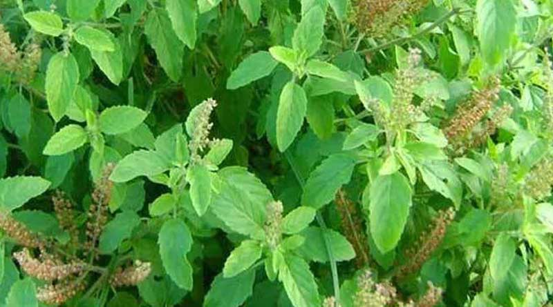 Tulsi cultivation is more profitable in covid situation । Sangbad Pratidin
