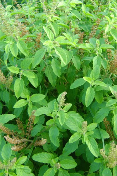 Tulsi