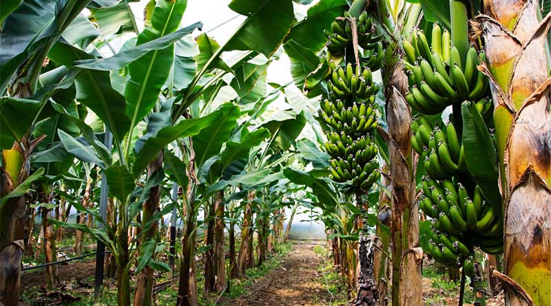 Know how to save banana tree from insects | Sangbad Pratidin
