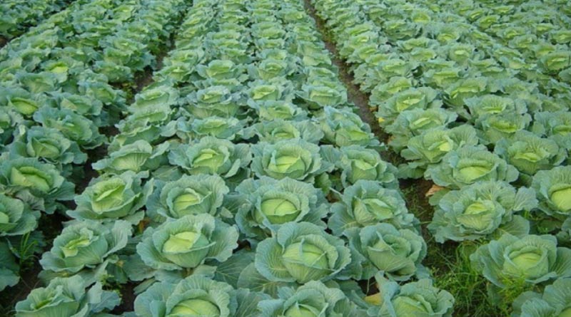 UK Firm Offers Rs 63 Lakh Annual Salary To Pick Cabbage And Broccoli | Sangbad Pratidin
