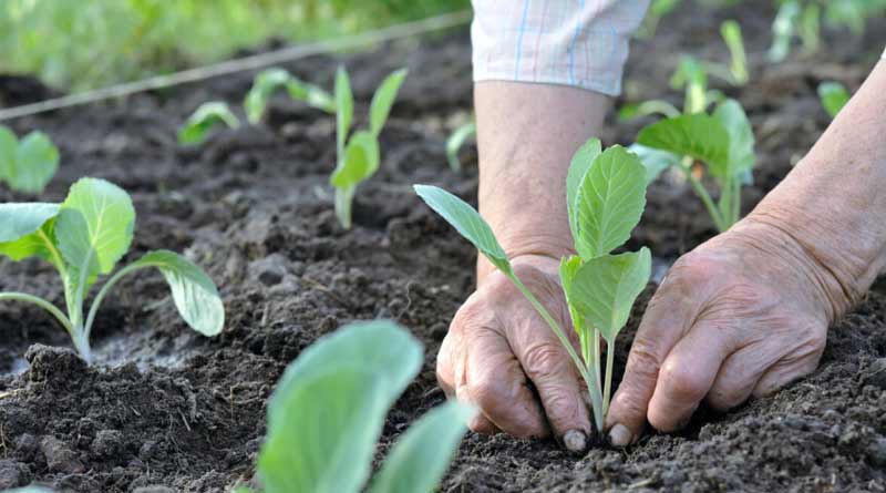 How to save crops from unseasonal rain