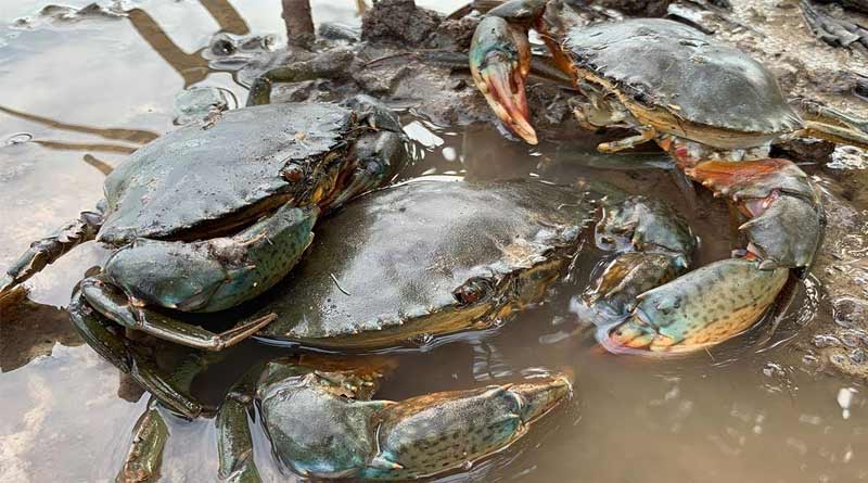 Popularity of crab farming in ‘box-crab technology’ is increasing in West Bengal | Sangbad Pratidin
