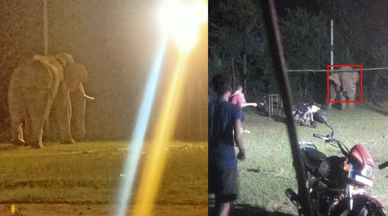 Elephant enters into football field at Jhargram just before the match starts | Sangbad Pratidin