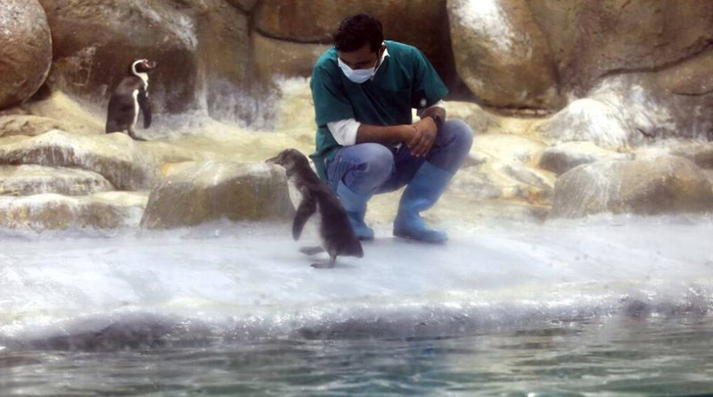 Mumbai’s Byculla zoo welcomes two penguin chicks। Sangbad Pratidin