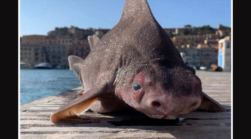'Pig-Faced' Shark sought in Italy, pics are viral | Sangbad Pratidin