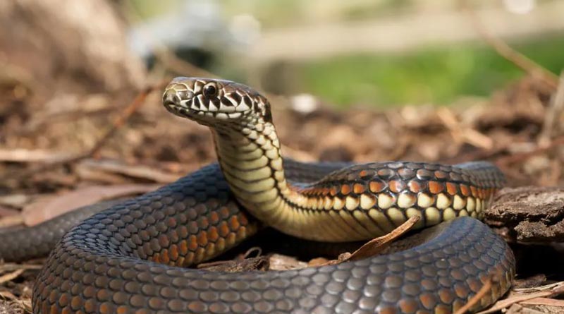 Forest department issues guidelines to catch snakes for collecting anti venom ingredient | Sangbad Pratidin