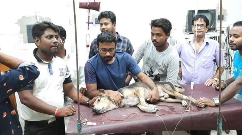 Blood trasmitted from one street dog to others to save them, rare initiative at Suri, Birbhum | Sangbad Pratidin
