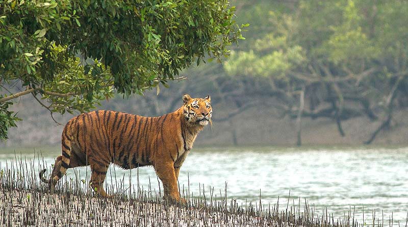 Number of Royal Bengal Tiger increasing in Sundarban | Sangbad Pratidin