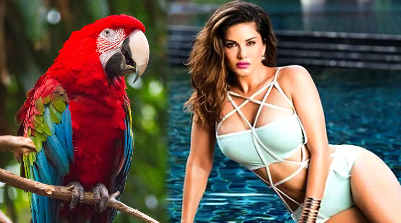 Sunny Leone tells the story of 'Naughty Macaw' of Maldives | Sangbad Pratidin