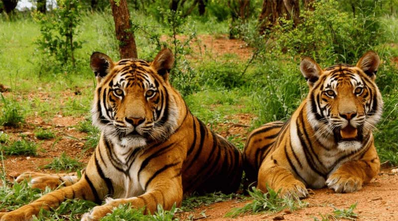 Jim Corbett National Park to be renamed as Ramganga National Park, says Minister | Sangbad Pratidin