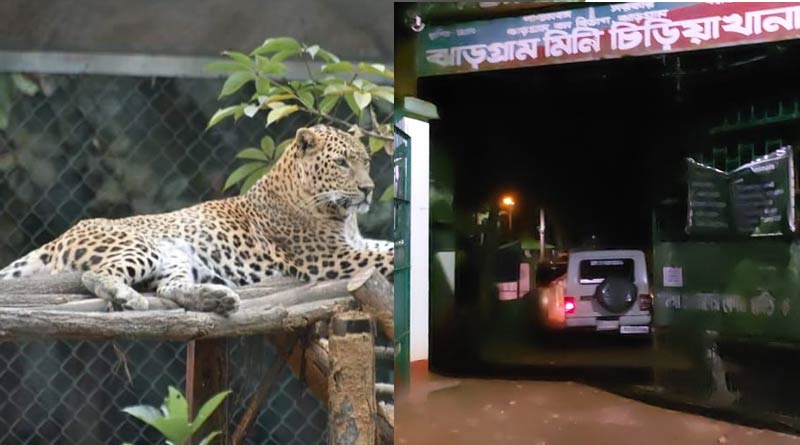Leopard flees from Jhargram zoological park, people scared of the situation | Sangbad Pratidin