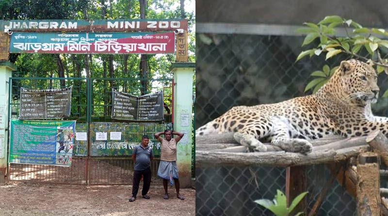Leopard found into the Mini zoo, Jhargram after searching overnight | Sangbad Pratidin