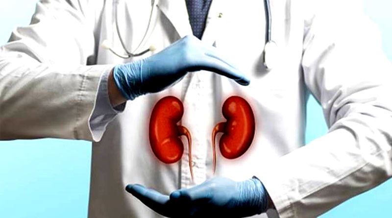 US surgeons successfully test pig kidney transplant in human patient in New York | Sangbad Pratidin