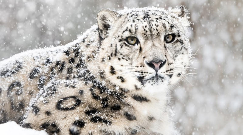 Snow leopars are at risk as the environment has been changing due to frequent landslide at hill regions | Sangbad Pratidin