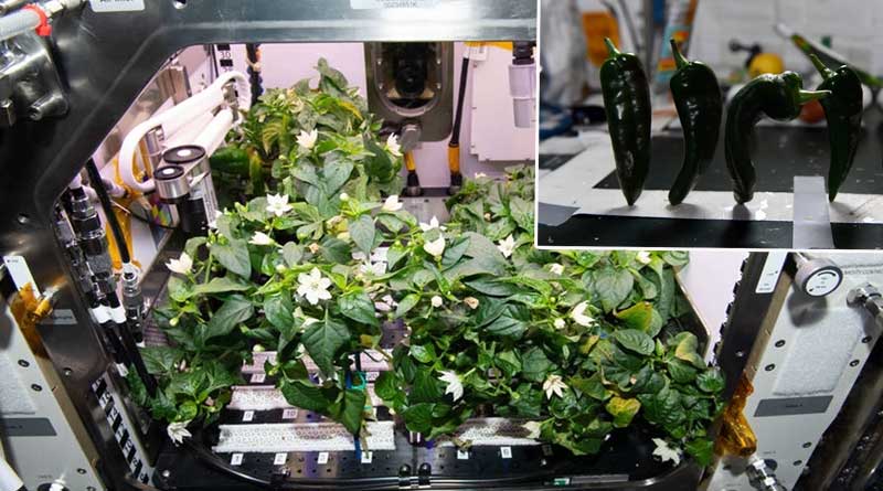Chilli peppers grown in International Space Station, astronauts first harvest veggie in zero gravity | Sangbad Pratidin