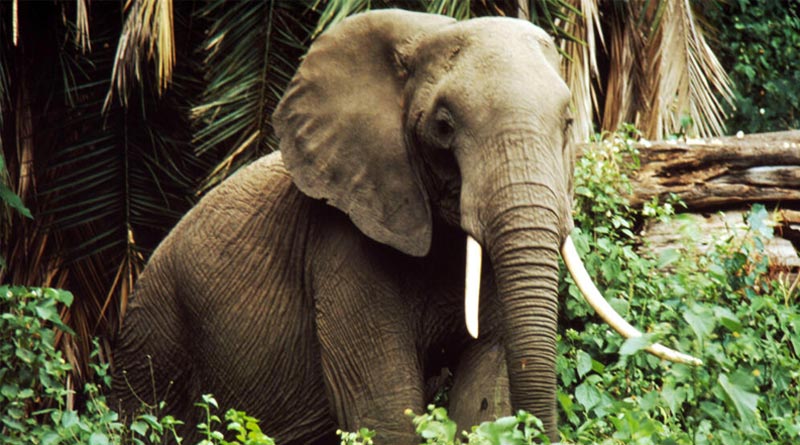 Wild elephant attack old man at Malbazar। Sangbad Pratidin