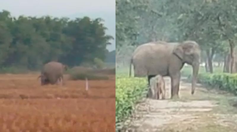 Elephant delivers baby on the street of tea garden in Siliguri | Sangbad Pratidin