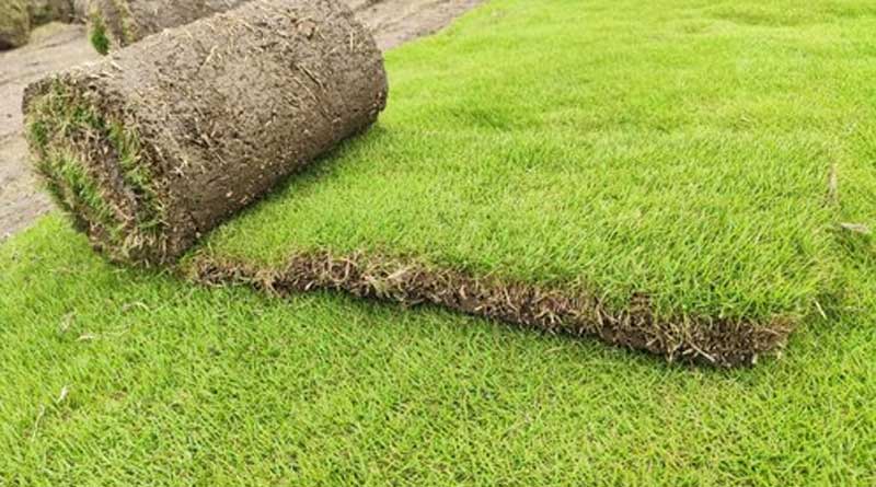 Many farmer of Rajarhat started maxican grass cultivation | Sangbad Pratidin