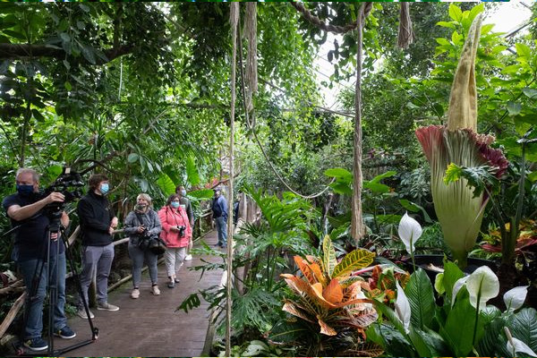 Tickets sold out to see corpse plant which is only blooms for 48 hours