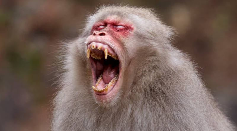 Bankura Youth died after monkey's attack in Bankura