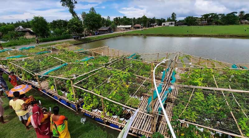 Farmers of Sundarban cultivate vegetables in floating gardens after losing land in floods | Sangbad Pratidin