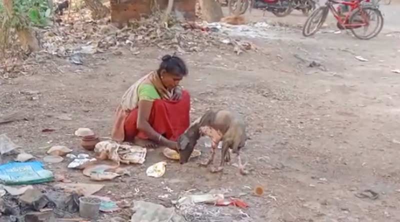 A woman eat food with a dog in one plate | Sangbad Pratidin