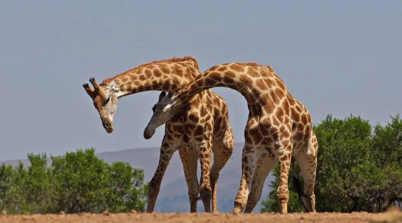 Giraffes starve to death in drought hit Kenya | Sangbad Pratidin