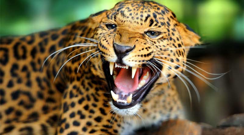 Cop and two forest department officials were injured during an operation to catch a leopard in Haryana । Sangbad Pratidin