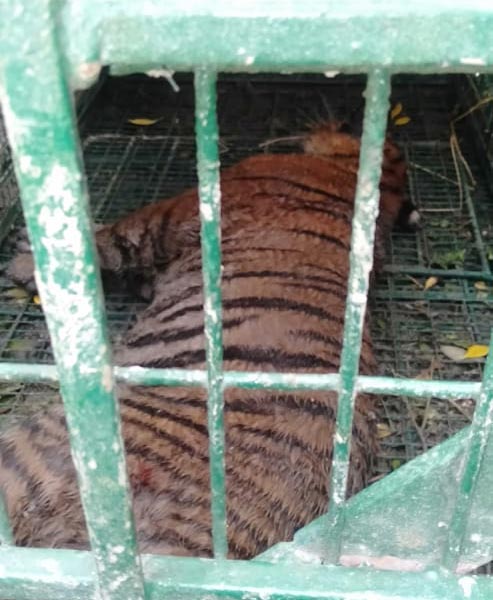 Royal Bengal Tiger