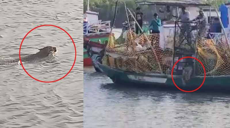 Forest department of sundarbans return a tiger to jungle from kultali, West Bengal | Sangbad Pratidin
