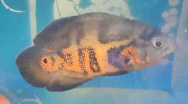 Fish written in ‘Allah’ and ‘Mohammed’ getting viral in Uttar Pradesh | Sangbad Pratidin