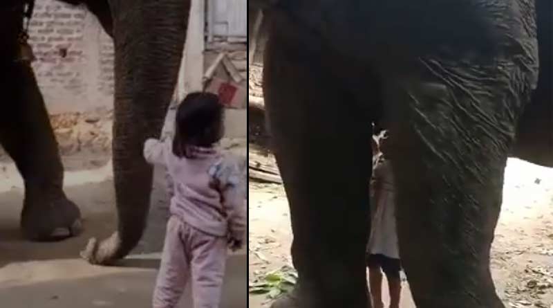 Three year old girl trying to drink milk from an elephant in Assam । Sangbad Pratidin