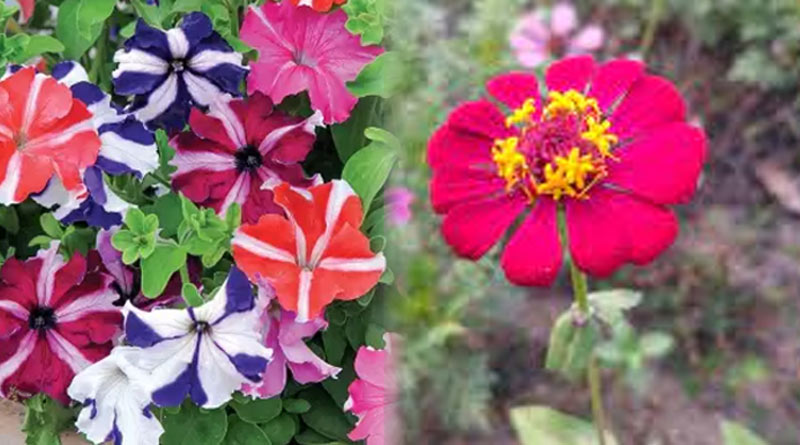 Now You can earn money by cultivating seasonal flowers at home | Sangbad Pratidin