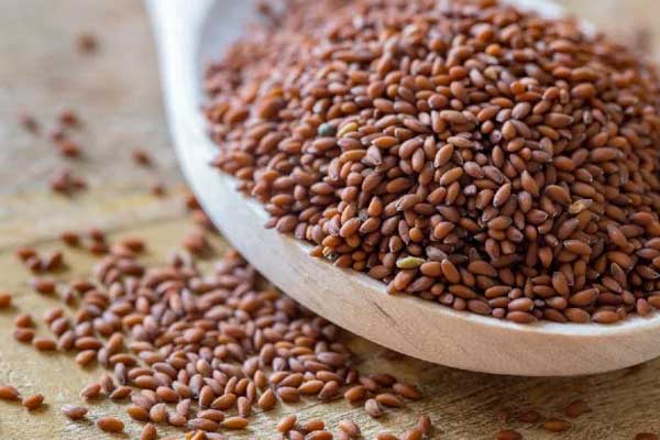 Halim Seeds